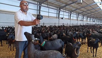 Foto de Estr�s t�rmico en caprino: efecto negativo del fr�o y el calor en la producci�n de leche