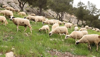 Foto de La raza ovina Montesina obtiene la autorizaci�n para usar el logotipo �100% Raza Aut�ctona�