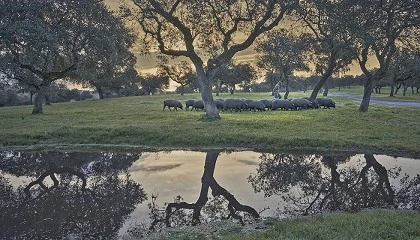 Foto de La montanera crece un 3% y rompe la tendencia de ajuste de las tres �ltimas campa�as