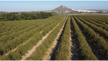 Foto de Variabilidad en tama�o de copa y su impacto en el riego en almendro