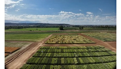 Foto de Nuevos avances en la obtenci�n de variedades de trigo duro m�s productivas y resistentes