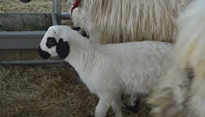 Foto de La Feria Churra se reafirma como referente de la sostenibilidad y celebra su Concurso Nacional