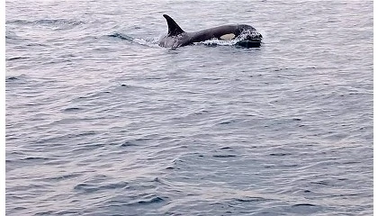 Foto de Entrada en vigor del Tratado de Alta Mar: �un salvavidas para los oc�anos?