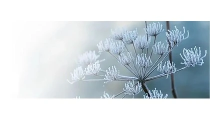 Foto de Hagel garante prote��o das culturas