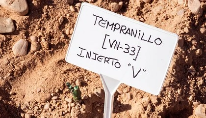 Foto de Dominio D�Echauz re�ne 16.000 biotipos y refuerza la biodiversidad del vi�edo espa�ol