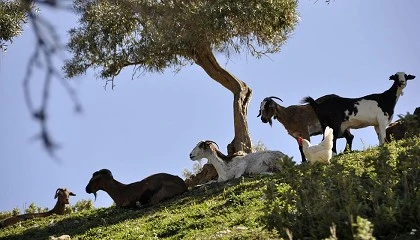 Foto de La Asociaci�n de Criadores de la Raza Caprina Payoya refuerza su Programa de Cr�a