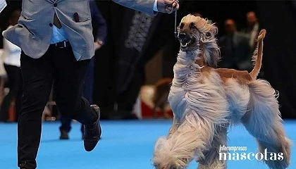 Foto de Más de 2.000 perros de 300 razas convertirán Valladolid en la gran capital canina de Europa del 1 al 3 de mayo