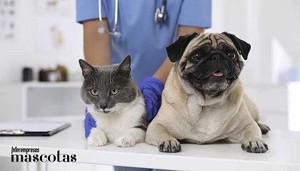 Foto de El c�ncer en perros y gatos: qu� se sabe, c�mo se trata y qu� papel juega la detecci�n precoz