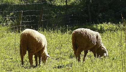 Foto de La Estrategia Andaluza de la Ganader�a Extensiva contar� con 457 millones de euros