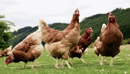 Foto de El MAPA levanta las medidas de confinamiento de aves de corral en toda Espa�a