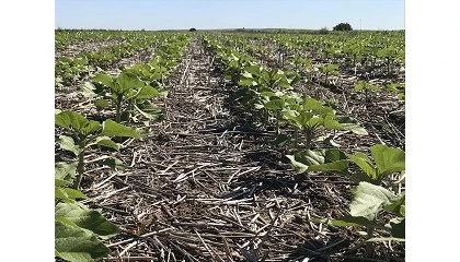 Foto de Europa avanza hacia un marco regulatorio “creíble y verificable” en el mercado de carbono agrícola