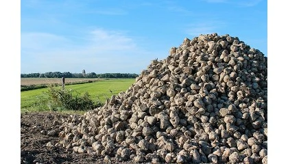 Foto de ASAJA denuncia que Azucarera est� cancelando contratos de remolacha en Castilla y Le�n