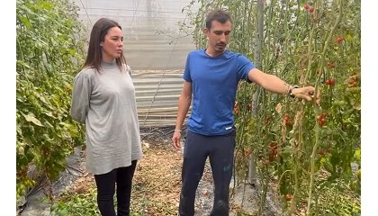 Foto de Plantas m�s resistentes al rugoso y al Fusarium con la v�a fisiol�gica desarrollada por Ecoculture