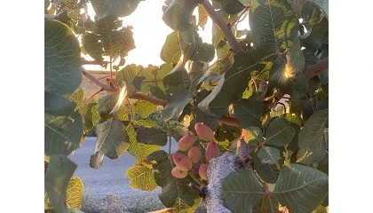 Foto de ITACyL y CSIC evalúan el efecto del riego en la producción de pistacho en Castilla y León
