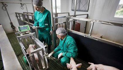 Photo de C�mo mitigar el impacto del calor del verano en la calidad de la carne de cerdo