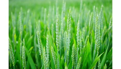 Foto de La Junta de Castilla y León convoca nuevas ayudas para la captación de talento en la industria agroalimentaria