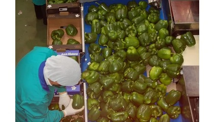 Foto de Coexphal reafirma su compromiso con el di�logo social ante las movilizaciones sindicales por el convenio del manipulado