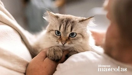 Foto de 8 de cada 10 espa�oles afirman que el ronroneo de su gato les relaja y les ayuda a reducir el estr�s