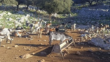 Foto de Se incorpora una nueva explotaci�n gaditana a la asociaci�n de Cabra Payoya