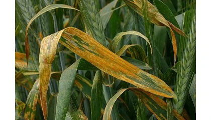 Foto de Cooperativas y FEPEX alertan del d�ficit de soluciones fitosanitarias para sostener la producci�n agraria en Espa�a