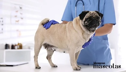 Foto de La exposición canina internacional de mayo hará el test BREATH para evaluar la salud respiratoria de algunas razas