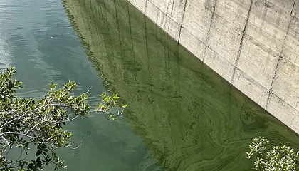 Foto de IQS monitoriza los embalses catalanes para frenar las cianotoxinas