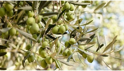 Foto de La UE encara un final de campa�a ajustado y depende del aceite espa�ol para cubrir la demanda