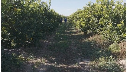 Foto de La campa�a 2025/2026 de lim�n, marcada por la escasez global de producto y precios hist�ricos