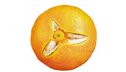 Foto de La Universitat Polit�cnica de Val�ncia descubre c�mo reducir el rajado del fruto en naranjas y mandarinas
