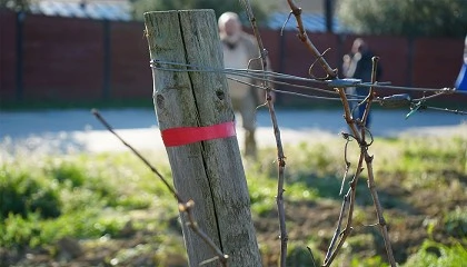 Foto de El proyecto MANSO valida estrategias para mejorar la gesti�n h�drica del vi�edo frente al cambio clim�tico