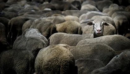 Foto de El MAPA reconoce que el ovino es de �especial sensibilidad� en el acuerdo UE-Australia