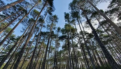 Foto de Reglamento de la UE sobre la deforestación: es hora de abordar las preocupaciones de los productores primarios y las industrias de la UE