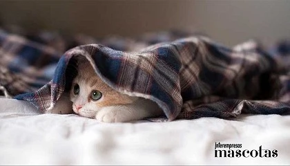 Foto de La innovaci�n en data meteorol�gica al servicio de la salud animal