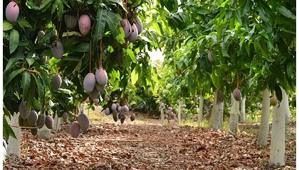Foto de Expertos y líderes del sector de subtropicales en España se reúnen el próximo 5 de mayo en Vélez-Málaga