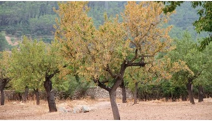 Foto de El proyecto BeXyl presenta recursos de bioseguridad frente a Xylella fastidiosa en el Real Jard�n Bot�nico de Madrid