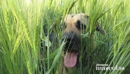 Foto de Espigas: el riesgo invisible del buen tiempo para la salud de los perros