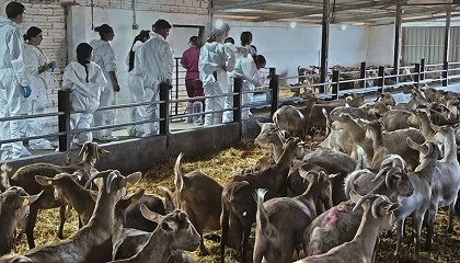 Foto de Impulso al relevo generacional con formación técnica en la raza caprina Malagueña