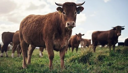 Foto de La carne ecol�gica gana peso en el sector agroalimentario, pero sigue limitada por el consumo