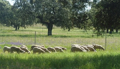 Foto de An�lisis de la producci�n de cordero en primavera
