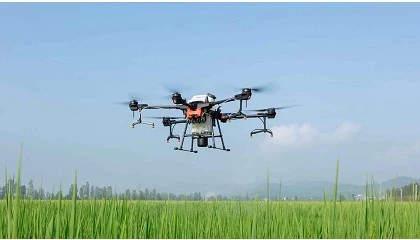 Foto de Contactos pol�ticos para desbloquear el uso de drones en tratamientos fitosanitarios