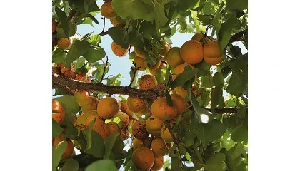 Fotografia de Europa cosechar� un 6% m�s de albaricoque que la pasada campa�a, pero no alcanzar� su potencial productivo