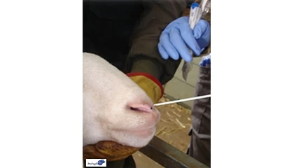 Foto de Avances en el conocimiento de la microbiota respiratoria en ovino y caprino