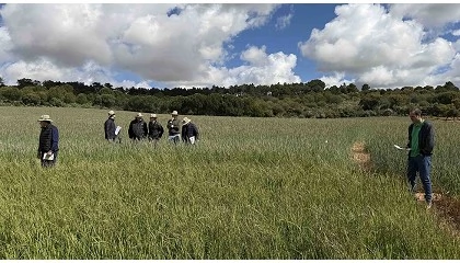 Foto de El avance de resistencias obliga a replantear las estrategias frente a malas hierbas en cereal en Castilla y Le�n
