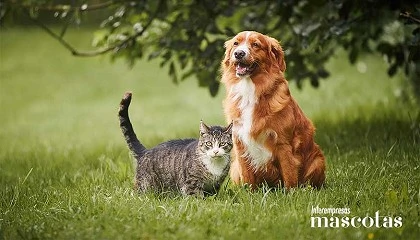 Foto de Primavera sin picores: el ABC de las alergias en perros y gatos que todo tutor debe conocer
