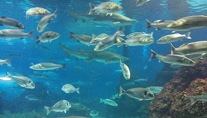 Foto de FishBIT, el sensor inteligente que impulsa la acuicultura de precisi�n