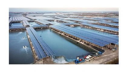Foto de Aquacultura inteligente e energia solar unem-se no projeto SolarFish