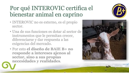 Foto de El futuro del bienestar en peque�os rumiantes: hacia el modelo B+