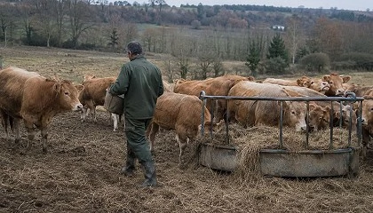 Foto de Uni�n de Uniones afirma que el vacuno de carne no recupera censo con precios inferiores a los europeos
