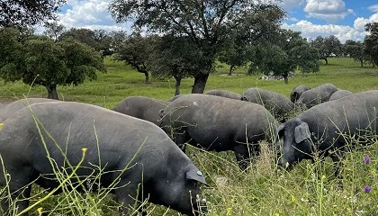 Foto de Los Premios Porc d’Or Ibérico desvelan las granjas nominadas de su décima edición