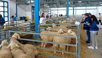 Foto de Agrama adjudica el 100% de los sementales de raza Manchega de la subasta de Albacete